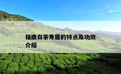 福鼎白茶寿眉的特点及功效介绍