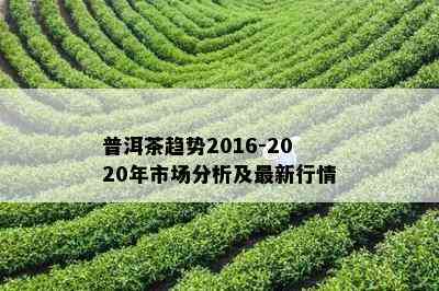 普洱茶趋势2016-2020年市场分析及最新行情