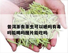 普洱茶有茶虫可以晒吗有吗能喝吗图片能吃吗