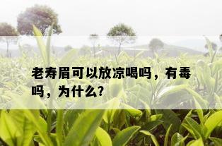 老寿眉可以放凉喝吗，有吗，为什么？