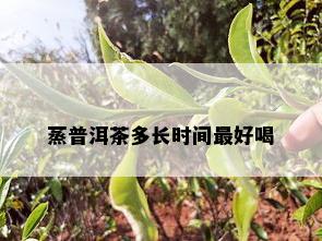 蒸普洱茶多长时间更好喝