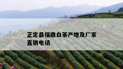 正定县福鼎白茶产地及厂家直销电话