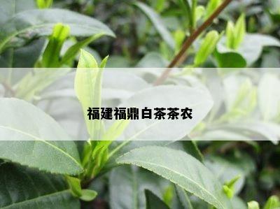 福建福鼎白茶茶农