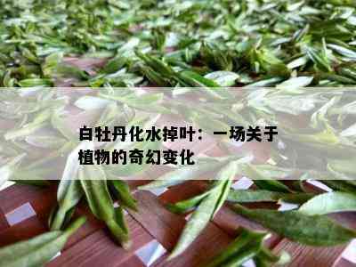 白牡丹化水掉叶：一场关于植物的奇幻变化