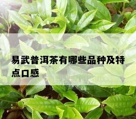 易武普洱茶有哪些品种及特点口感