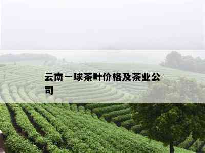 云南一球茶叶价格及茶业公司