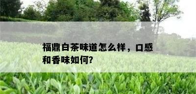 福鼎白茶味道怎么样，口感和香味如何？