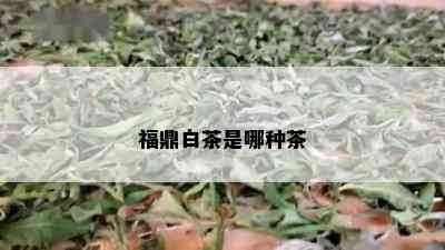 福鼎白茶是哪种茶