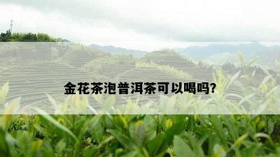 金花茶泡普洱茶可以喝吗？