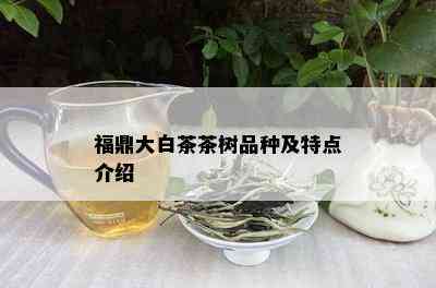 福鼎大白茶茶树品种及特点介绍