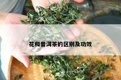 花和普洱茶的区别及功效