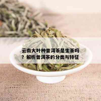 云南大叶种普洱茶是生茶吗？解析普洱茶的分类与特征