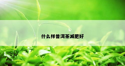 什么样普洱茶减肥好