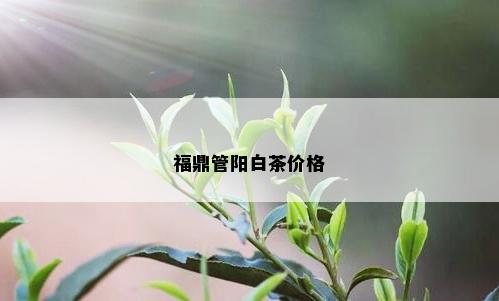 福鼎管阳白茶价格