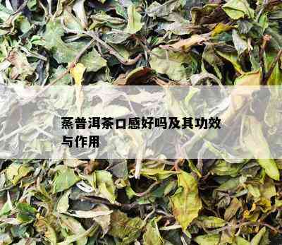 蒸普洱茶口感好吗及其功效与作用