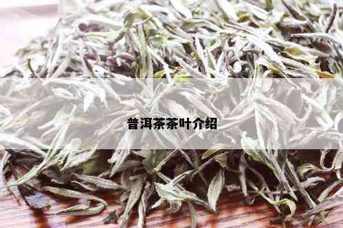 普洱茶茶叶介绍