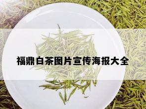 福鼎白茶图片宣传海报大全