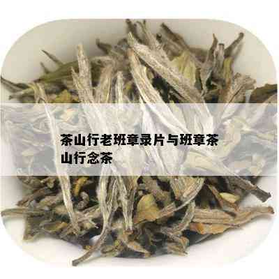 茶山行老班章录片与班章茶山行念茶