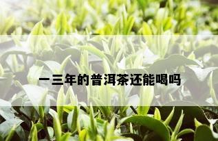 一三年的普洱茶还能喝吗