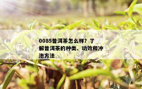 0085普洱茶怎么样？了解普洱茶的种类、功效和冲泡方法