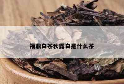 福鼎白茶秋露白是什么茶