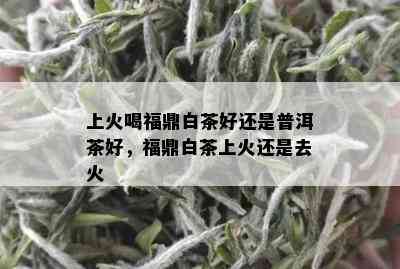 上火喝福鼎白茶好还是普洱茶好，福鼎白茶上火还是去火