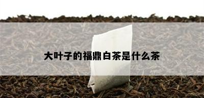 大叶子的福鼎白茶是什么茶