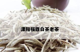 溧阳福鼎白茶老茶