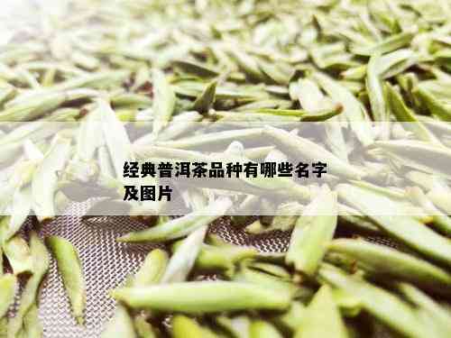 经典普洱茶品种有哪些名字及图片