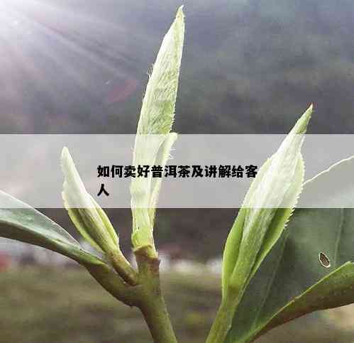 如何卖好普洱茶及讲解给客人