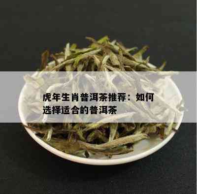 虎年生肖普洱茶推荐：如何选择适合的普洱茶