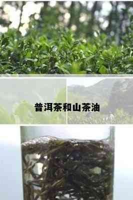 普洱茶和山茶油