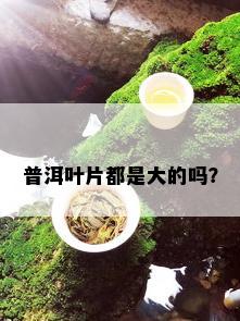 普洱叶片都是大的吗？