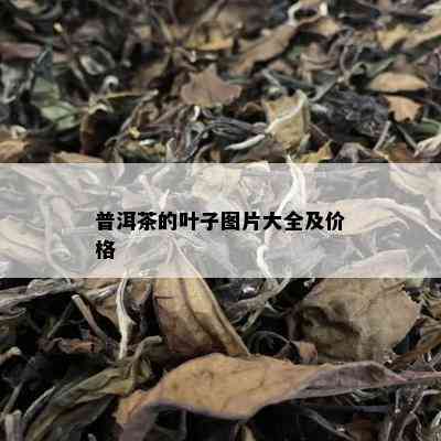 普洱茶的叶子图片大全及价格