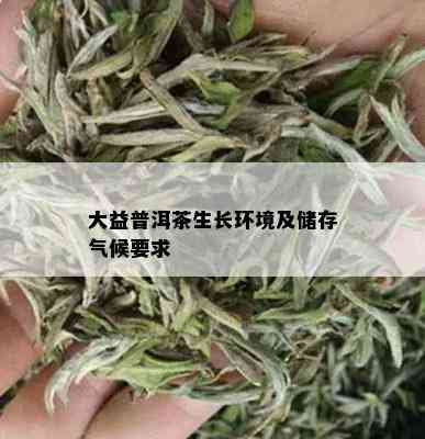 大益普洱茶生长环境及储存气候要求