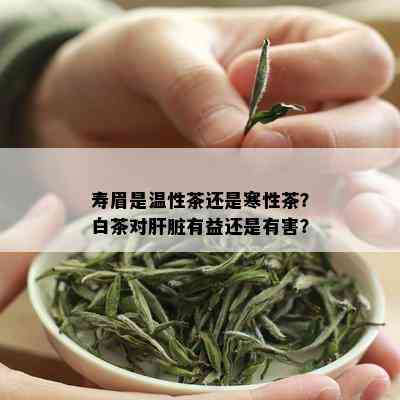 寿眉是温性茶还是寒性茶？白茶对肝脏有益还是有害？