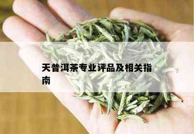 天普洱茶专业评品及相关指南