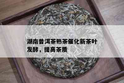 湖南普洱茶熟茶催化新茶叶发酵，提高茶质