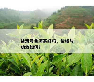 益清号普洱茶好吗，价格与功效如何？