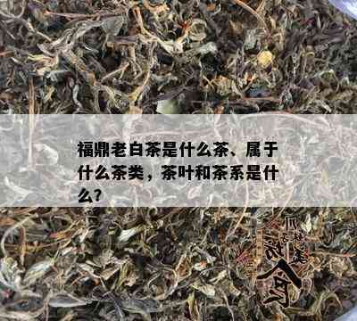 福鼎老白茶是什么茶、属于什么茶类，茶叶和茶系是什么？