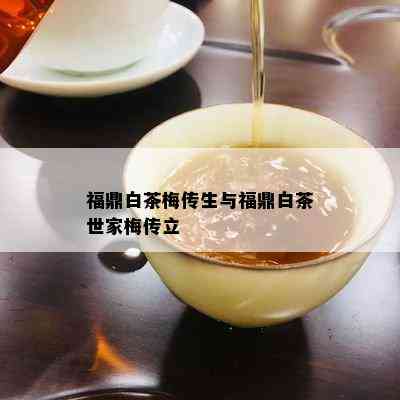 福鼎白茶梅传生与福鼎白茶世家梅传立