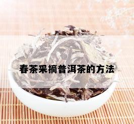 春茶采摘普洱茶的方法