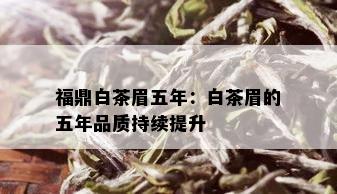 福鼎白茶眉五年：白茶眉的五年品质持续提升