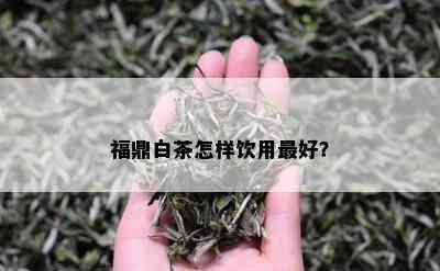 福鼎白茶怎样饮用更好？