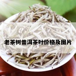 老茶树普洱茶叶价格及图片