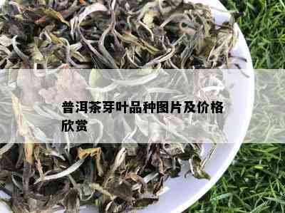 普洱茶芽叶品种图片及价格欣赏