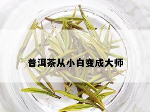 普洱茶从小白变成大师