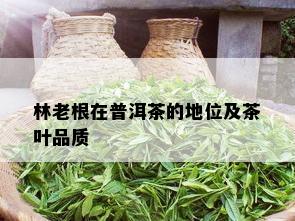 林老根在普洱茶的地位及茶叶品质