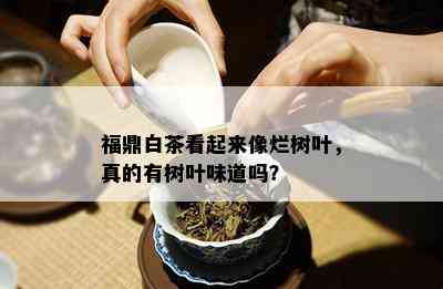 福鼎白茶看起来像烂树叶，真的有树叶味道吗？