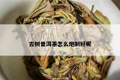 古树普洱茶怎么炮制好呢